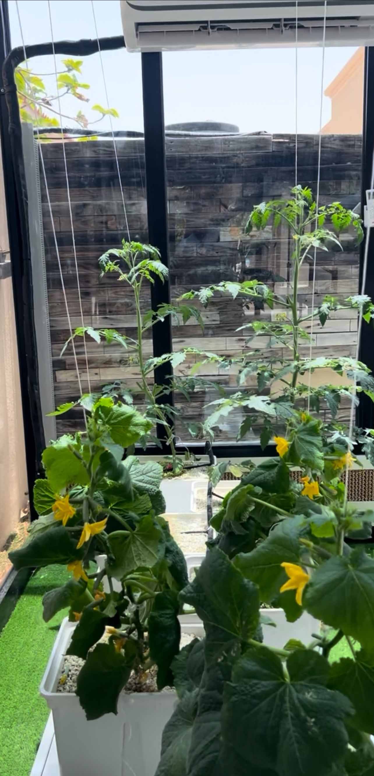 Glass Greenhouse