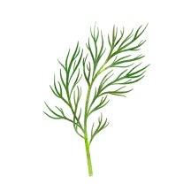 Dill