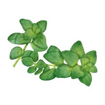 Oregano