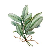 Sage