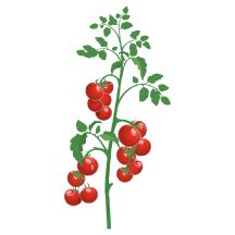 Cherry-tomato