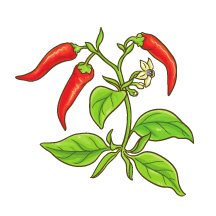 Chilli