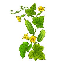 Cucumber