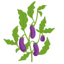 Eggplant