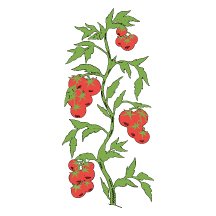Tomato